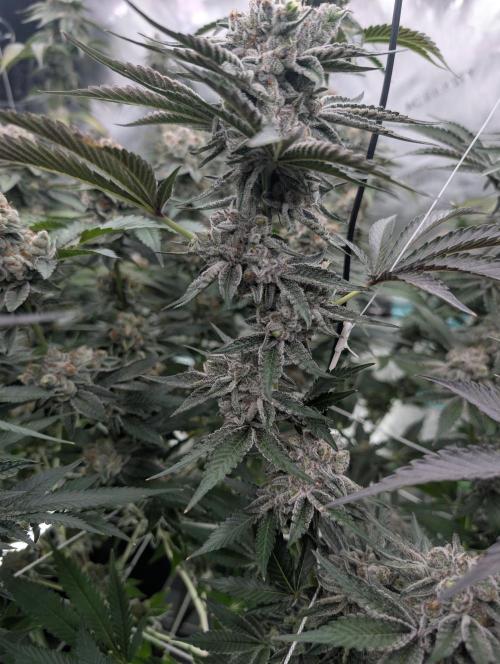 New Girls!. Week 8 - D51