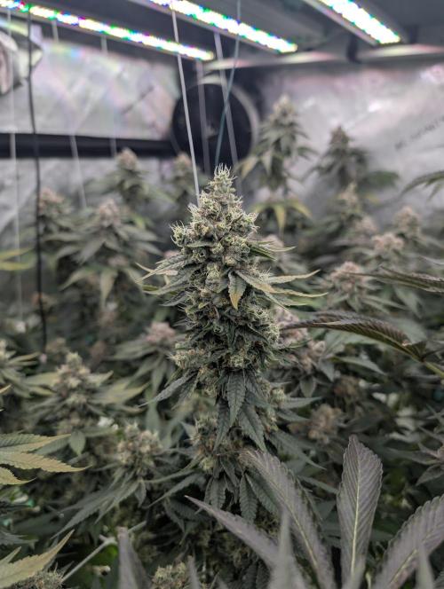 New Girls!. Week 8 - D51