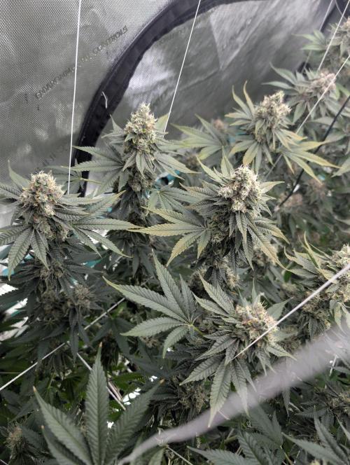 New Girls!. Week 8 - D51