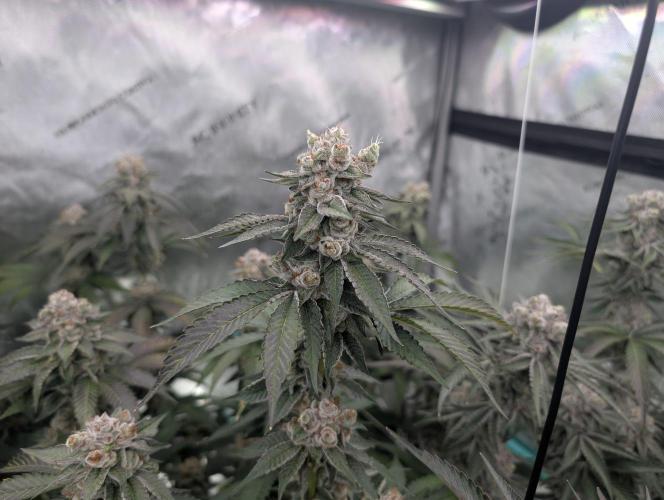 New Girls!. Week 8 - D51