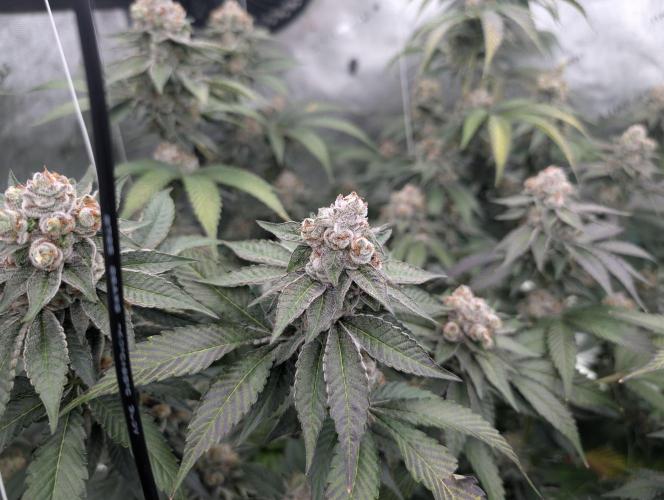 New Girls!. Week 8 - D51