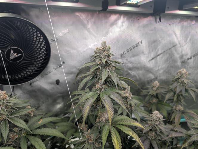 New Girls!. Week 8 - D51