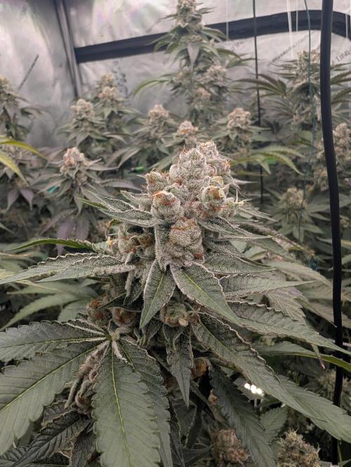 New Girls!. Week 8 - D51