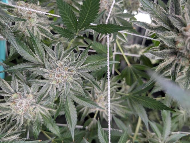 New Girls!. Week 8 - D51