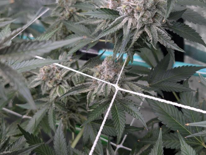 New Girls!. Week 8 - D51