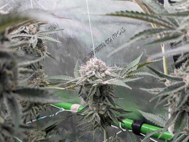 New Girls!. Week 8 - D51