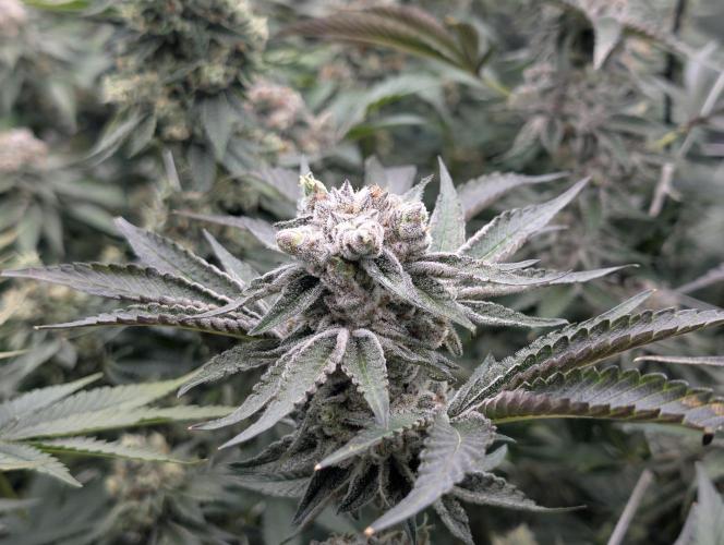 New Girls!. Week 8 - D51
