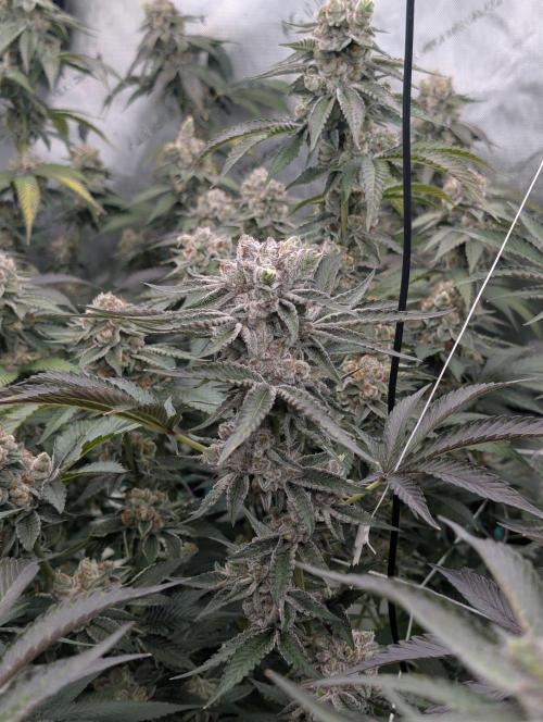 New Girls!. Week 8 - D51