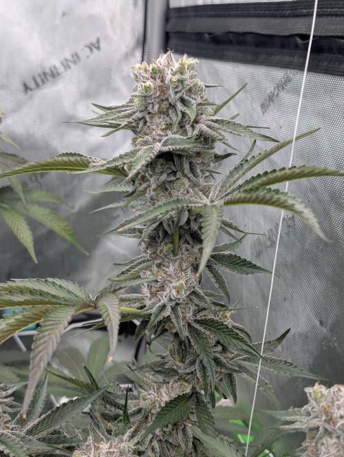New Girls!. Week 8 - D51