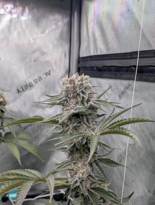 New Girls!. Week 8 - D51