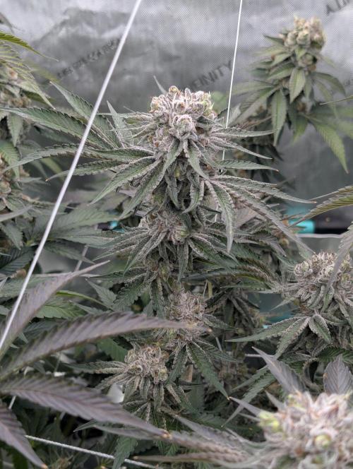 New Girls!. Week 8 - D51