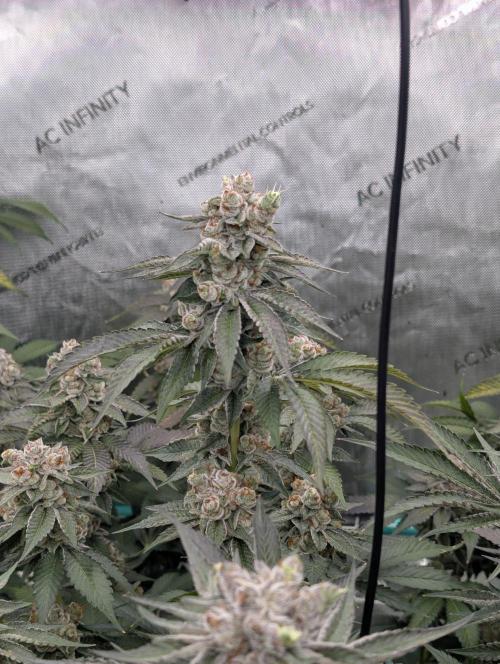New Girls!. Week 8 - D51