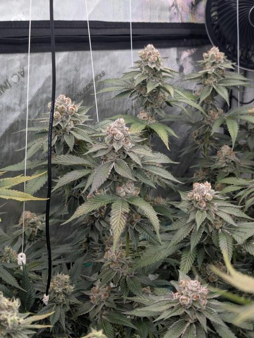 New Girls!. Week 8 - D51