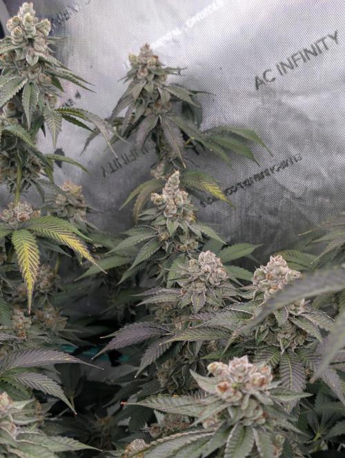 New Girls!. Week 8 - D51