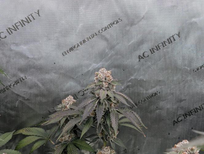 New Girls!. Week 8 - D51