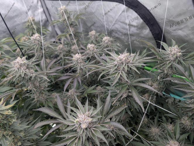 New Girls!. Week 8 - D51