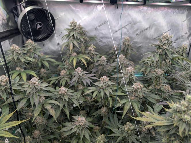 New Girls!. Week 8 - D51