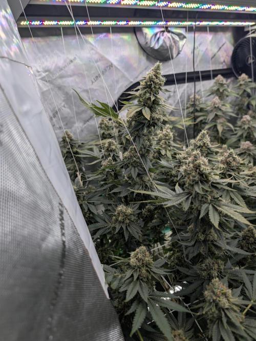 New Girls!. Week 8 - D51