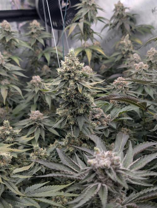 New Girls!. Week 8 - D51
