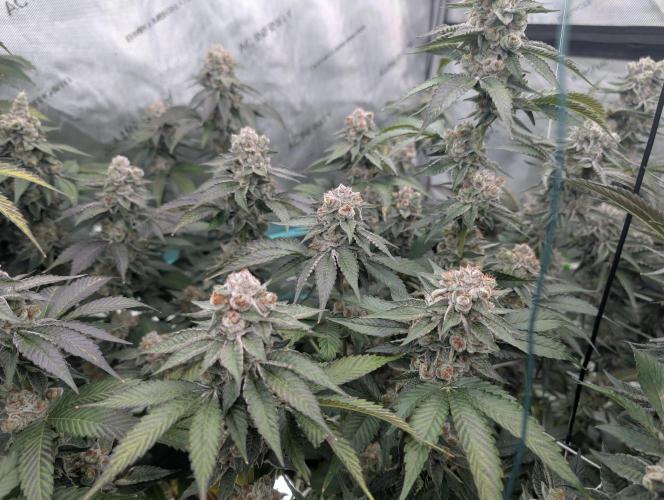 New Girls!. Week 8 - D51