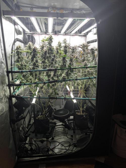 New Girls!. Week 9