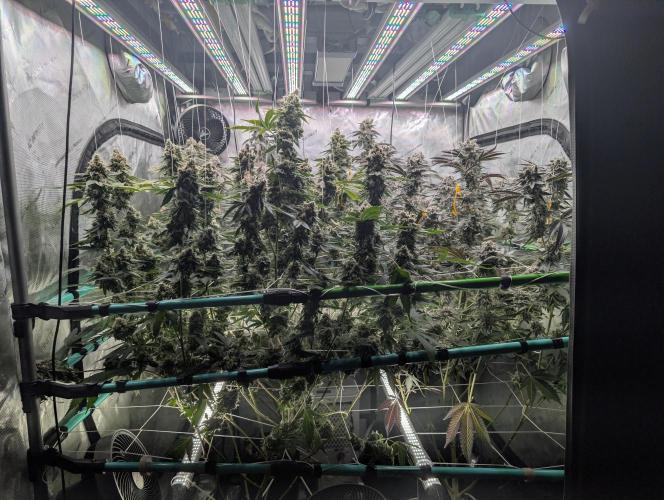 New Girls!. Week 9
