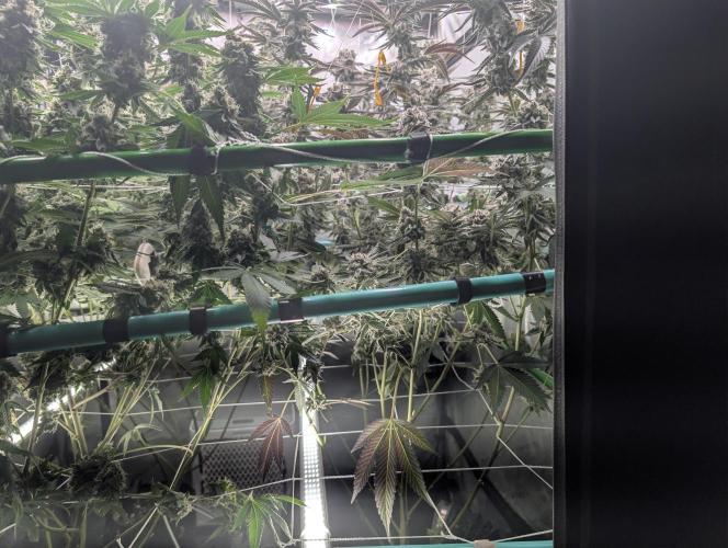 New Girls!. Week 9