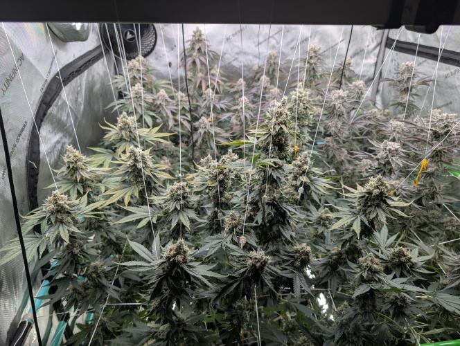 New Girls!. Week 9