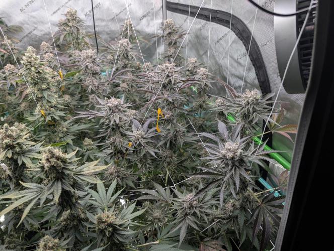New Girls!. Week 9