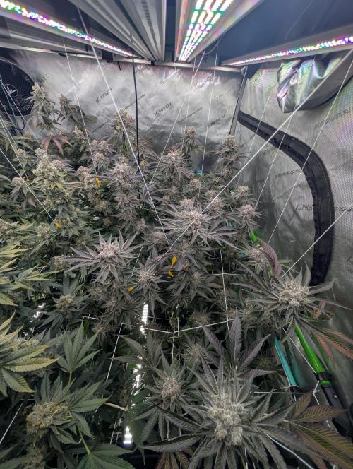 New Girls!. Week 9