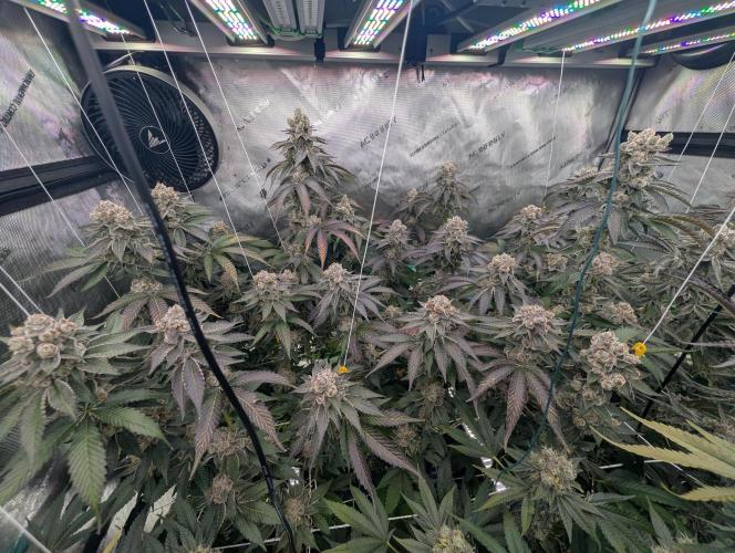 New Girls!. Week 9