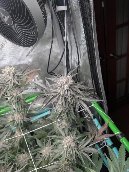 New Girls!. Week 9