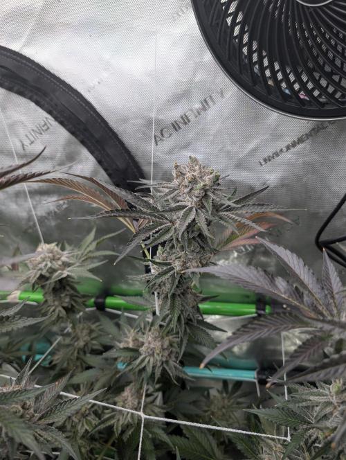 New Girls!. Week 9