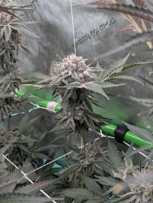 New Girls!. Week 9