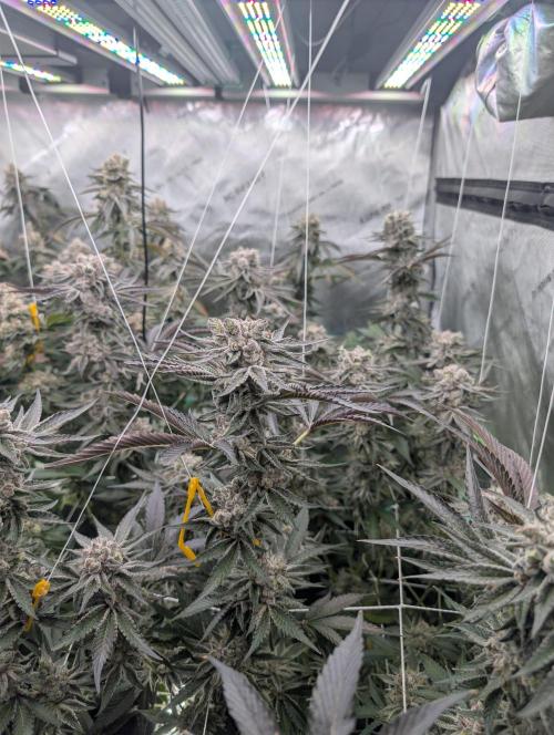 New Girls!. Week 9