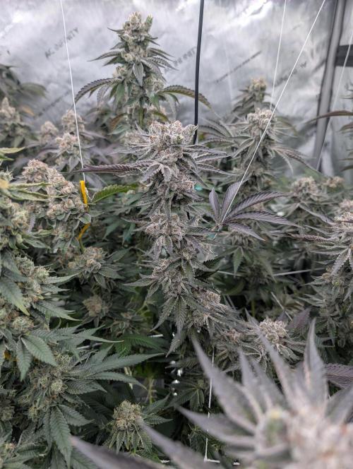 New Girls!. Week 9