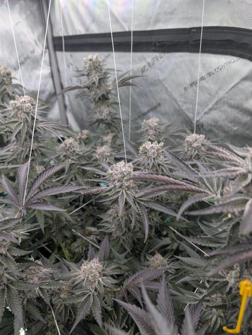 New Girls!. Week 9