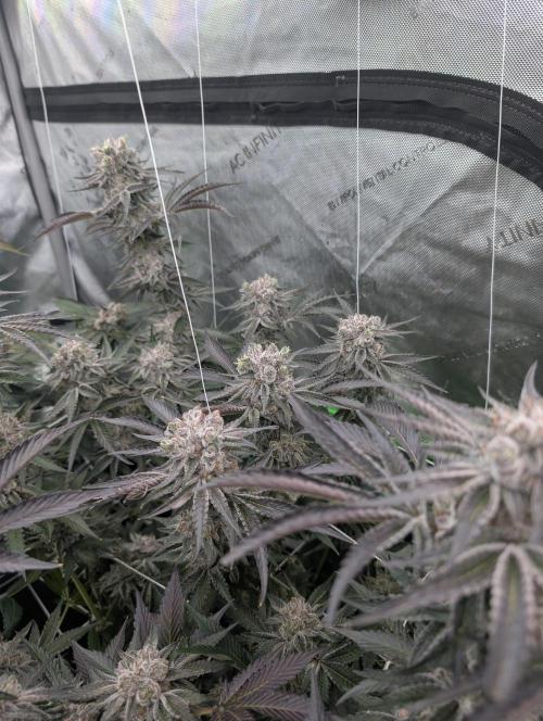 New Girls!. Week 9