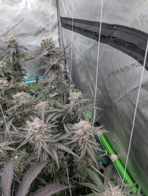 New Girls!. Week 9