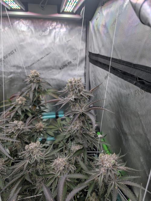 New Girls!. Week 9