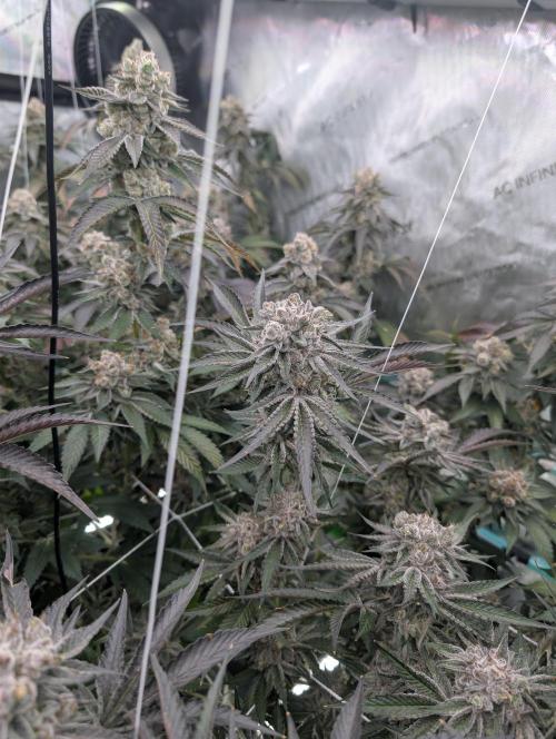 New Girls!. Week 9