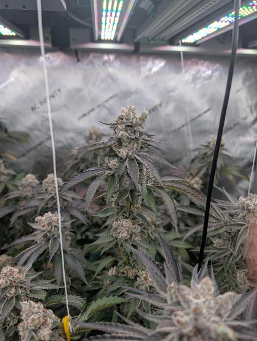 New Girls!. Week 9