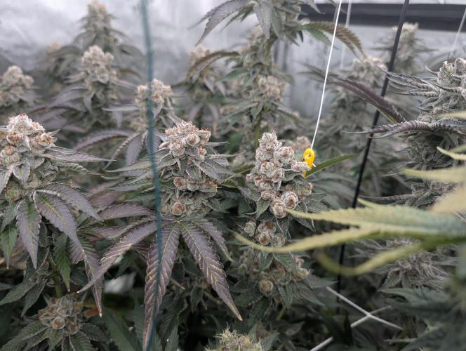 New Girls!. Week 9