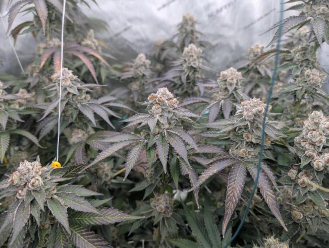 New Girls!. Week 9
