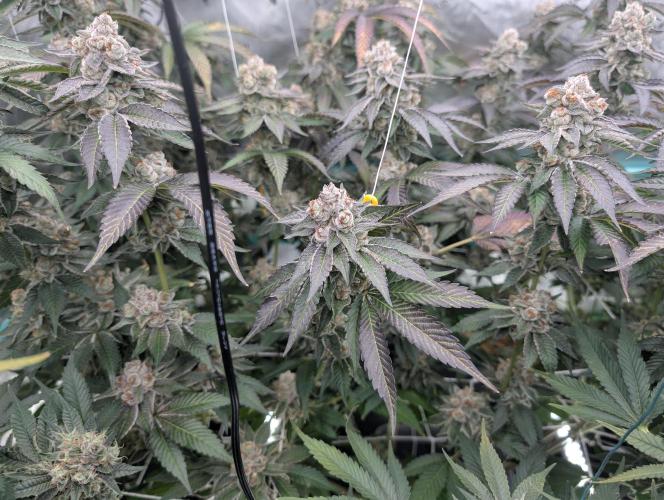 New Girls!. Week 9