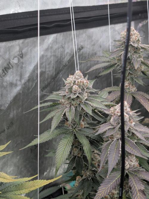 New Girls!. Week 9