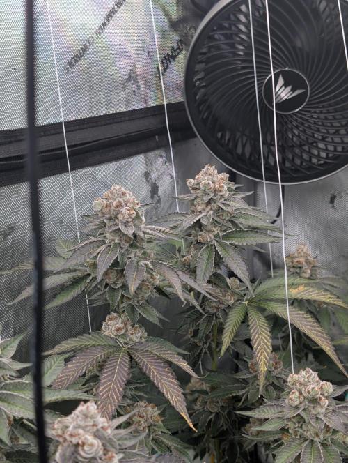 New Girls!. Week 9