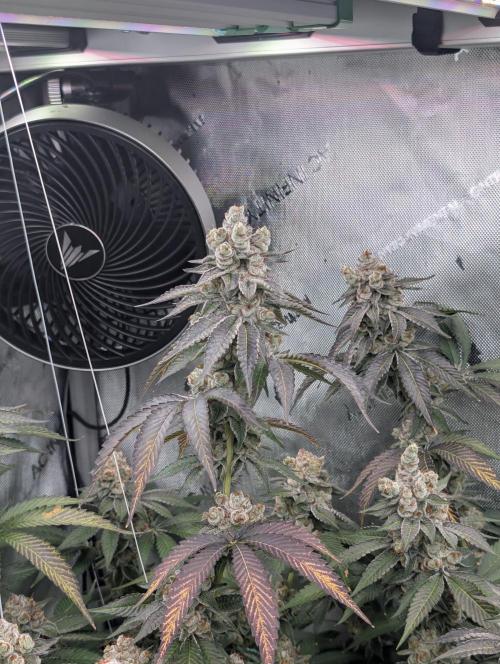 New Girls!. Week 9