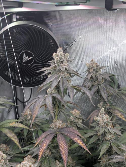 New Girls!. Week 9