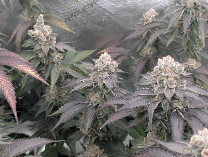 New Girls!. Week 9